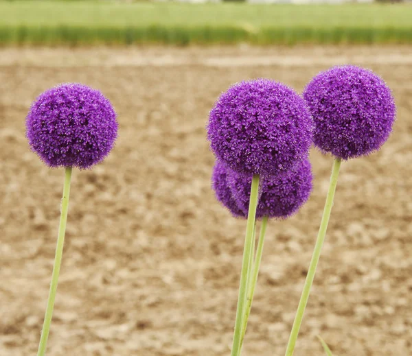 Fiori viola in un campo, immagine quadrata — Foto Stock