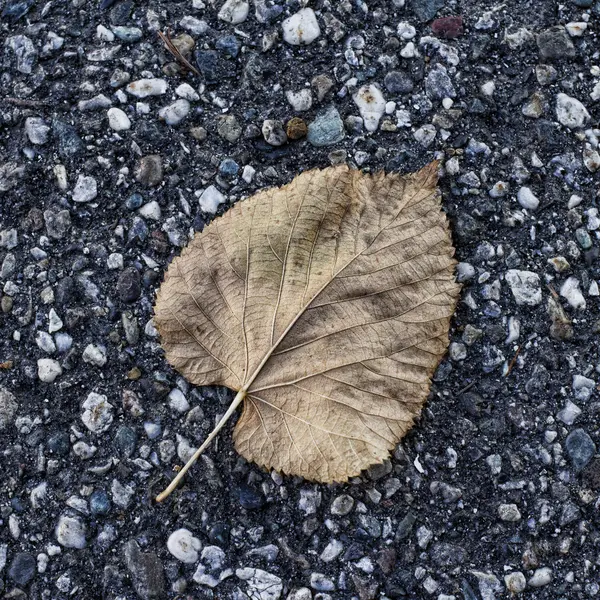 Dead leaf over asphalt, hdr square image — Stock Photo, Image