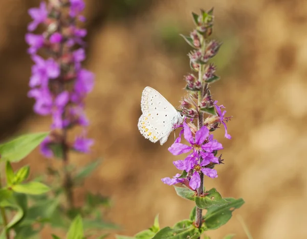 Butterfly over pink flowers, in a field, horizontal image — Stock Photo, Image