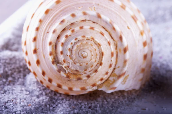 Schale über grauem Sand, Nahaufnahme, geringe Schärfentiefe, Fokus auf Schalenmitte, horizontales Bild — Stockfoto