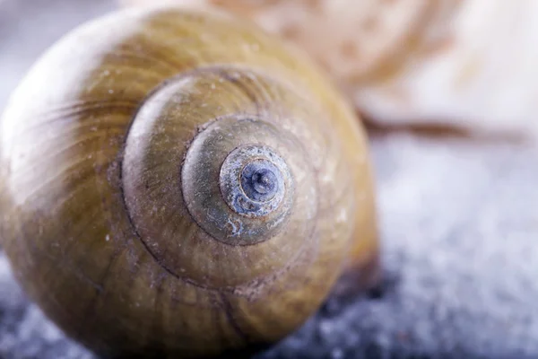 Shell sobre areia cinza, close up, profundidade de campo rasa, foco no centro da casca, imagem horizontal — Fotografia de Stock