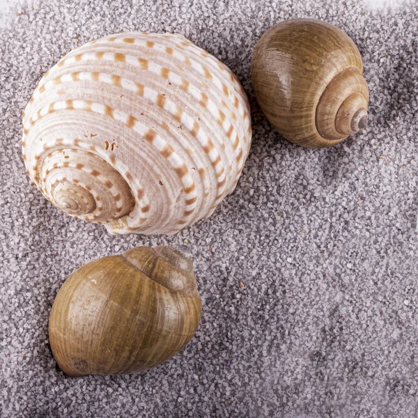 Tres conchas sobre arena gris, diferentes tipos, imagen cuadrada —  Fotos de Stock