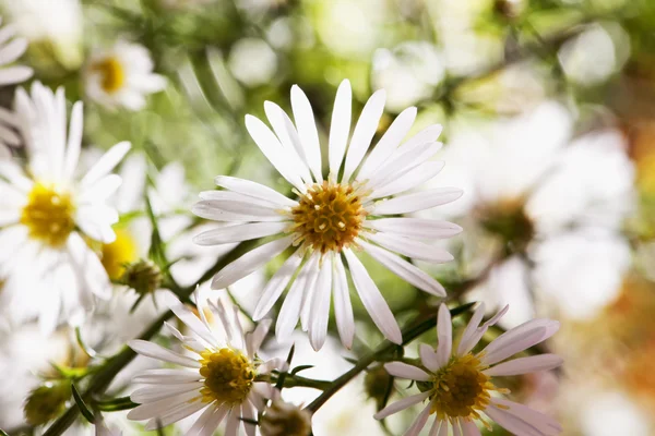 Many daisies in a branch, horizontal image
