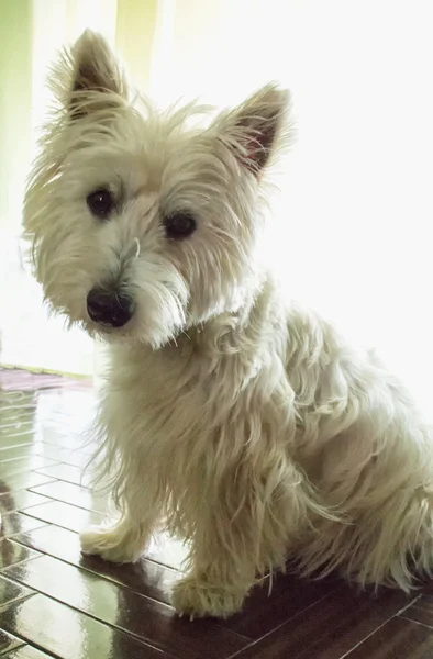 Batı yayla terrier — Stok fotoğraf