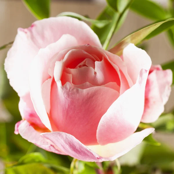 Rosa rosa in primo piano — Foto Stock