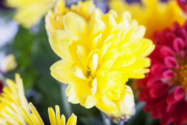 Sarı crysantemum yatay görüntü — Stok fotoğraf