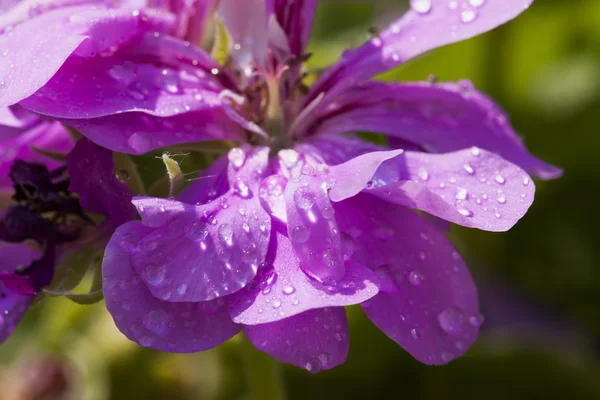 Pink Geranium with drops — Stock Photo, Image