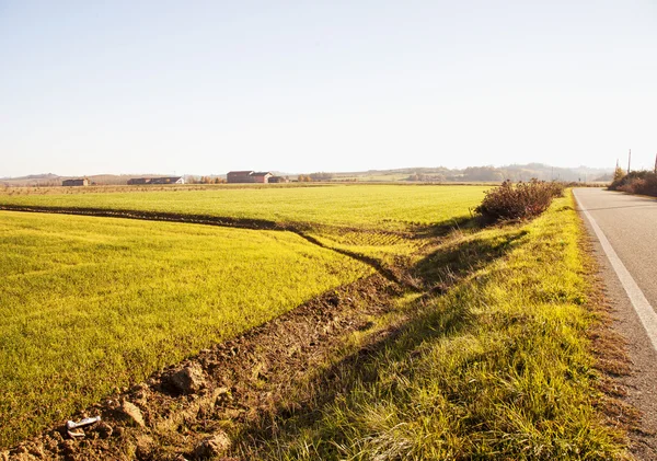 Velden en gras — Stockfoto