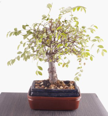 Bonsai tablo üzerinde