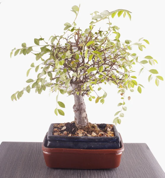 Bonsai over table — Stock Photo, Image