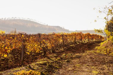 gün batımında bağ