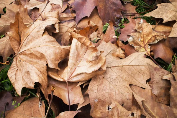 Dead leaves on grass — Stock Photo, Image