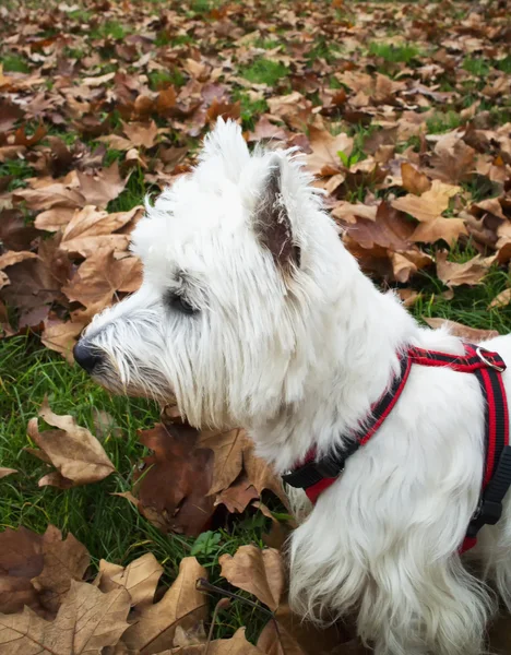 Yaprakları arasında Westie — Stok fotoğraf