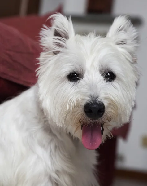 Batı yayla terrier — Stok fotoğraf