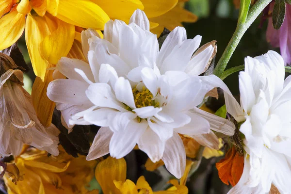 Vit blomma i ett gäng — Stockfoto