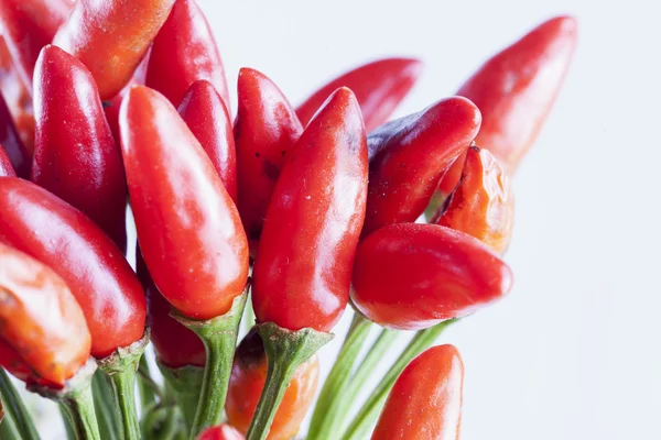 Červené papriky nad bílá — Stock fotografie