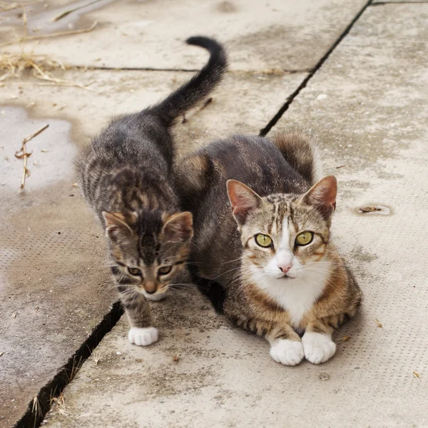 Katten, moeder en zoon — Stockfoto