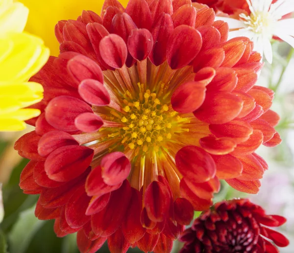 Red daisy in close up — Stock Photo, Image