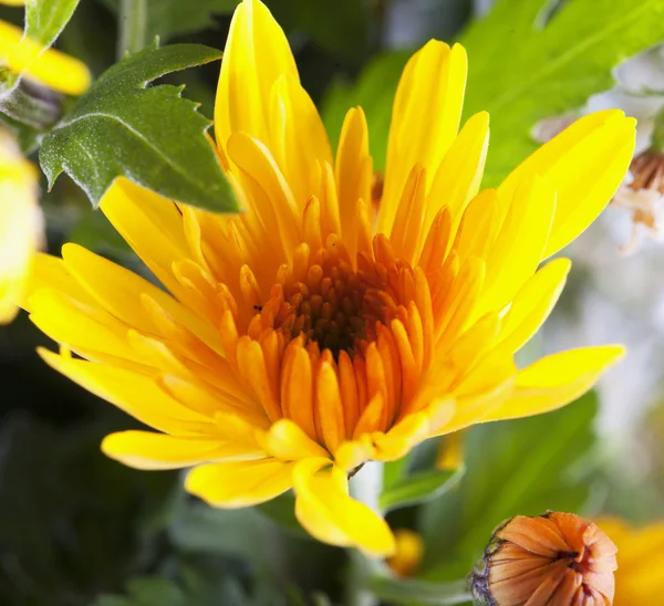 Yellkow Daisy in close up — стоковое фото