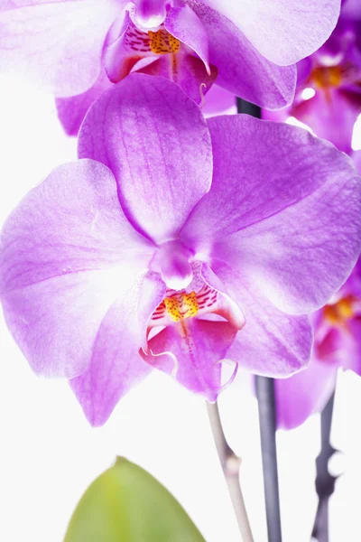 Orchideje nad bílá — Stock fotografie