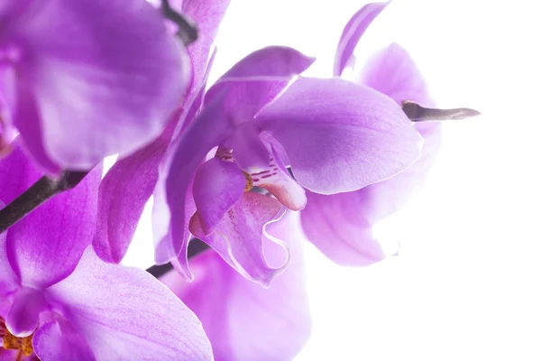 Orchideeën over Wit — Stockfoto