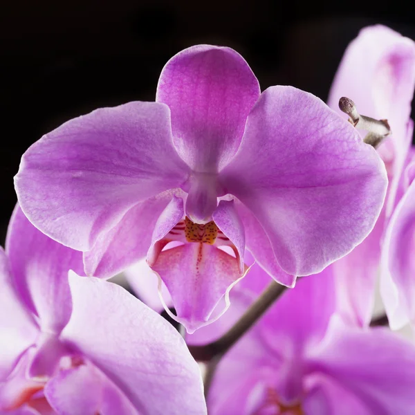 Růžová orchidej nad černou — Stock fotografie