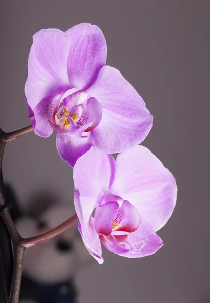 Orchids over gray — Stock Photo, Image