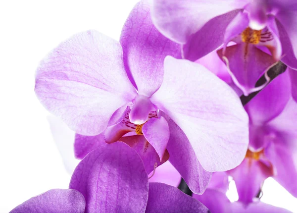 Orchidées en gros plan — Photo