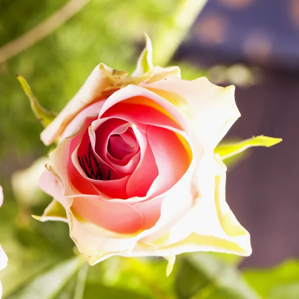 Rosa rosa in primo piano — Foto Stock