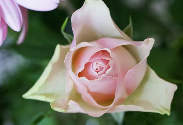 Рожева троянда впритул — стокове фото