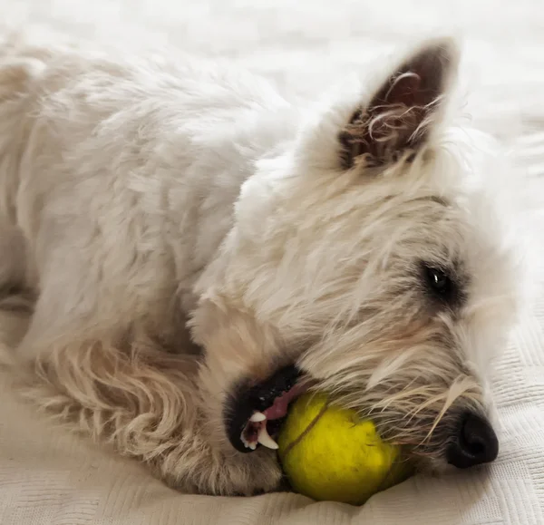 West Highlands terrier biting a tennis ball — Stock Photo, Image