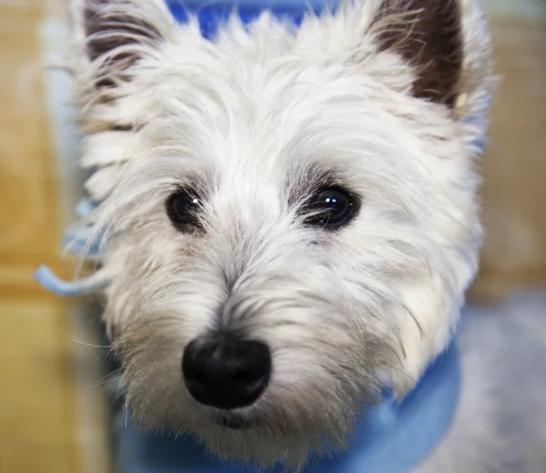 Westie portait, gros plan strict — Photo