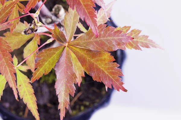 Ahornblätter von Bonsai — Stockfoto