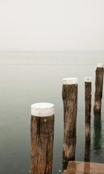 Polacchi in un lago — Foto Stock