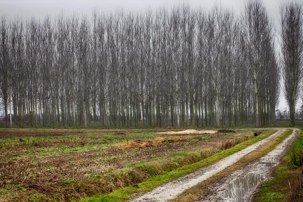 Estrada para madeira de inverno — Fotografia de Stock