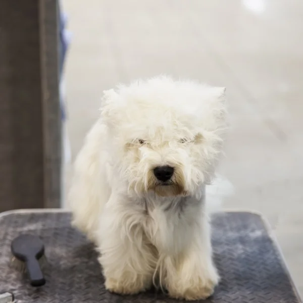 Västra högländerna terrier — Stockfoto