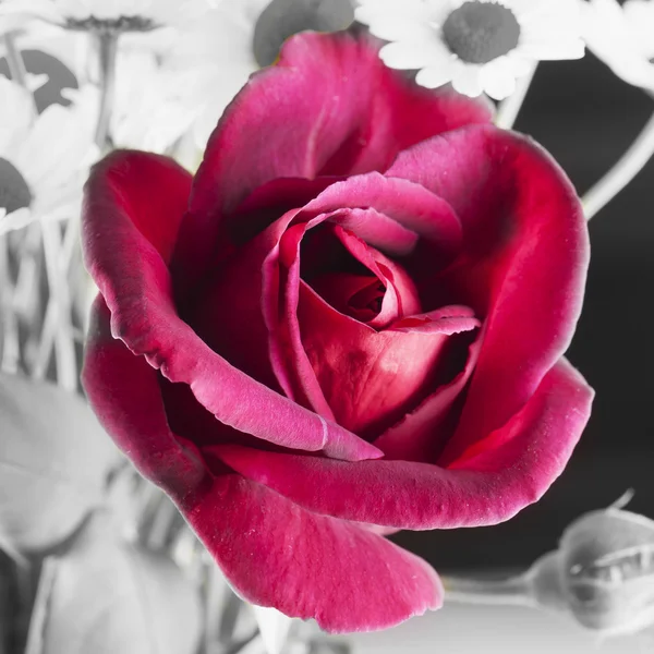 Rose rouge sur noir et blanc — Photo