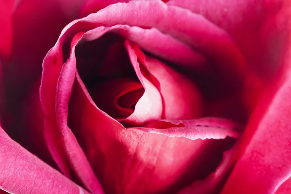 Rose rouge en gros plan — Photo