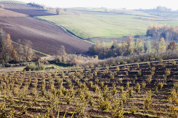 Veld in een landschap — Stockfoto