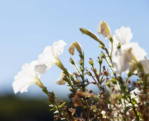 White flowers over blue sky — Stock Photo, Image