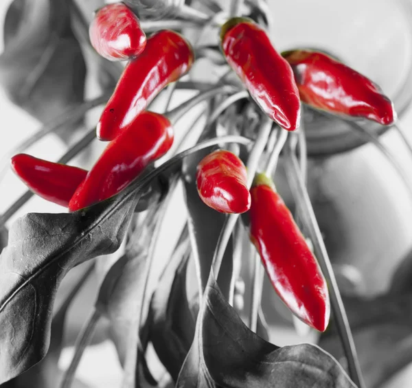 Červený pepř chilli — Stock fotografie