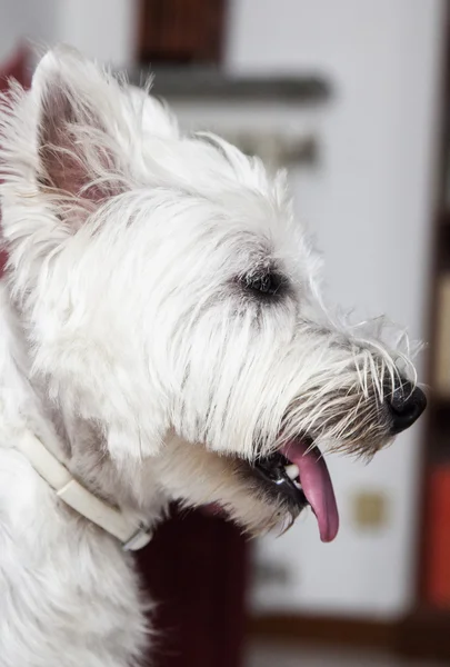 Westie v zblízka — Stock fotografie