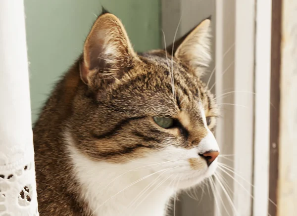 Gato olhando para fora — Fotografia de Stock