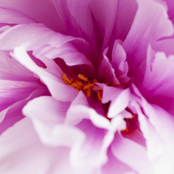 Rosa blomma, närbild Stockbild