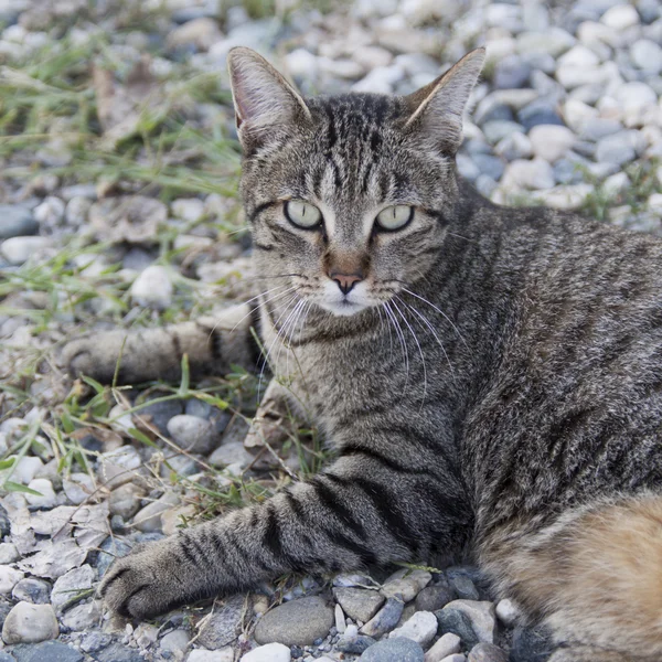 Maravilhoso retrato de gato europeu — Fotografia de Stock