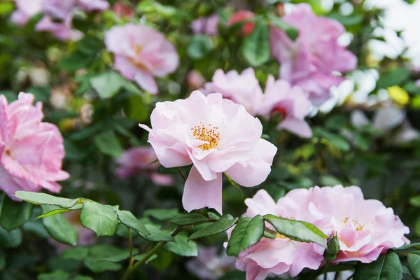 Camelia v zahradě — Stock fotografie