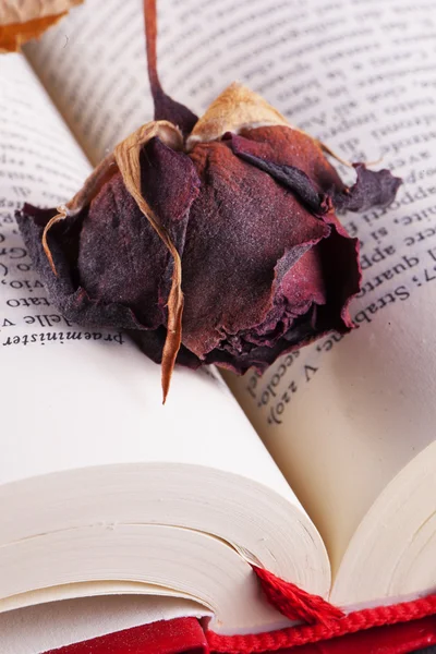 Gedroogde roos in een boek — Stockfoto