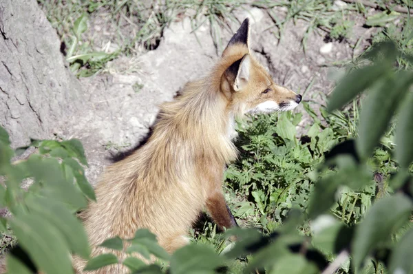 Zijaanzicht van de red fox — Stockfoto