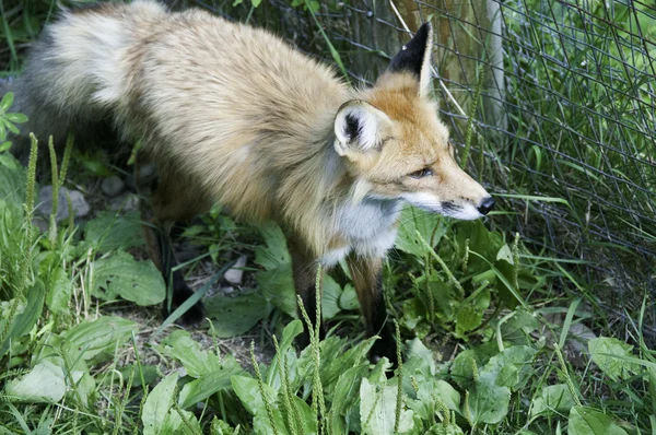 Röd räv — Stockfoto