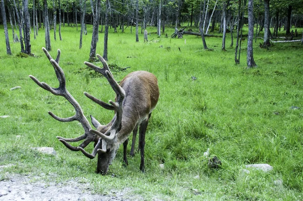 Deer grazing — Stock Photo, Image